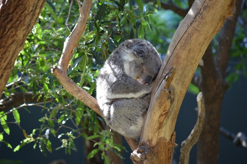 Mammals and Marsupials
