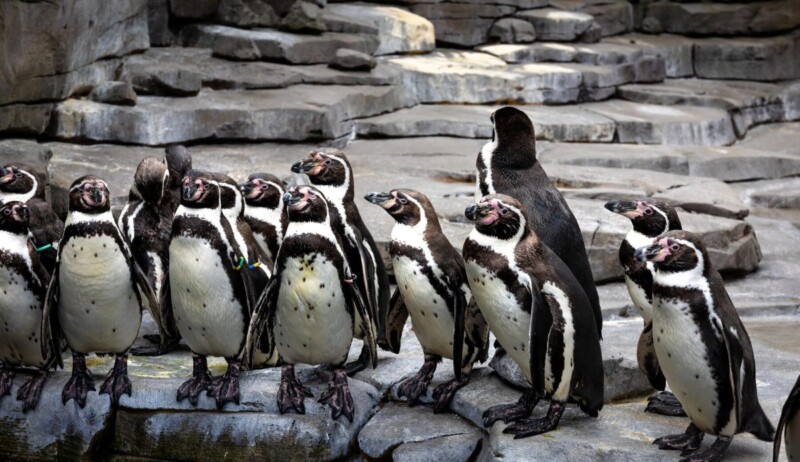 Aquatic Animals and the Aquarium