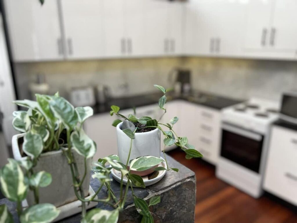 Modern Sydney Surry Hills Century Cottage