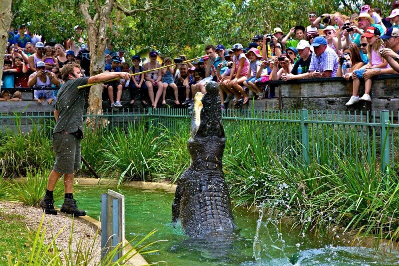 Elvis the croc at Australian reptile park