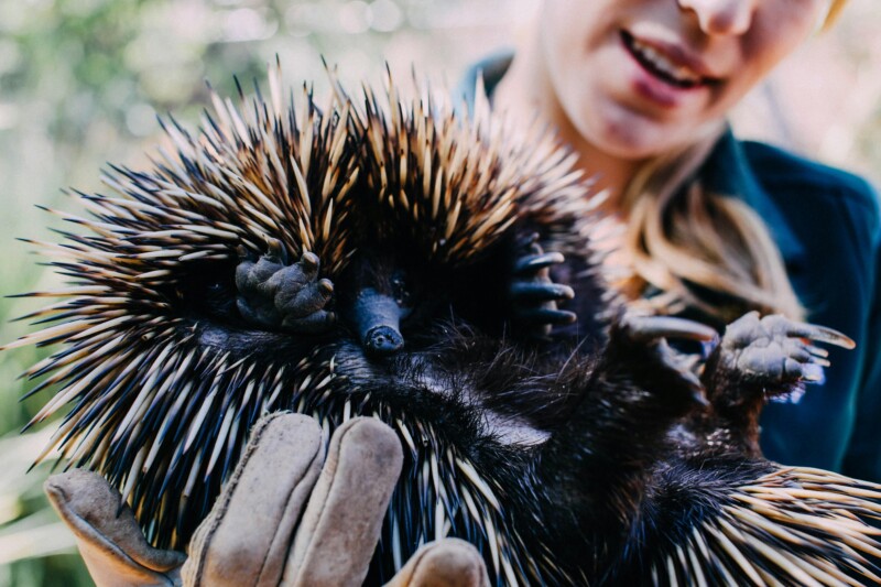 Woman holding an echidna