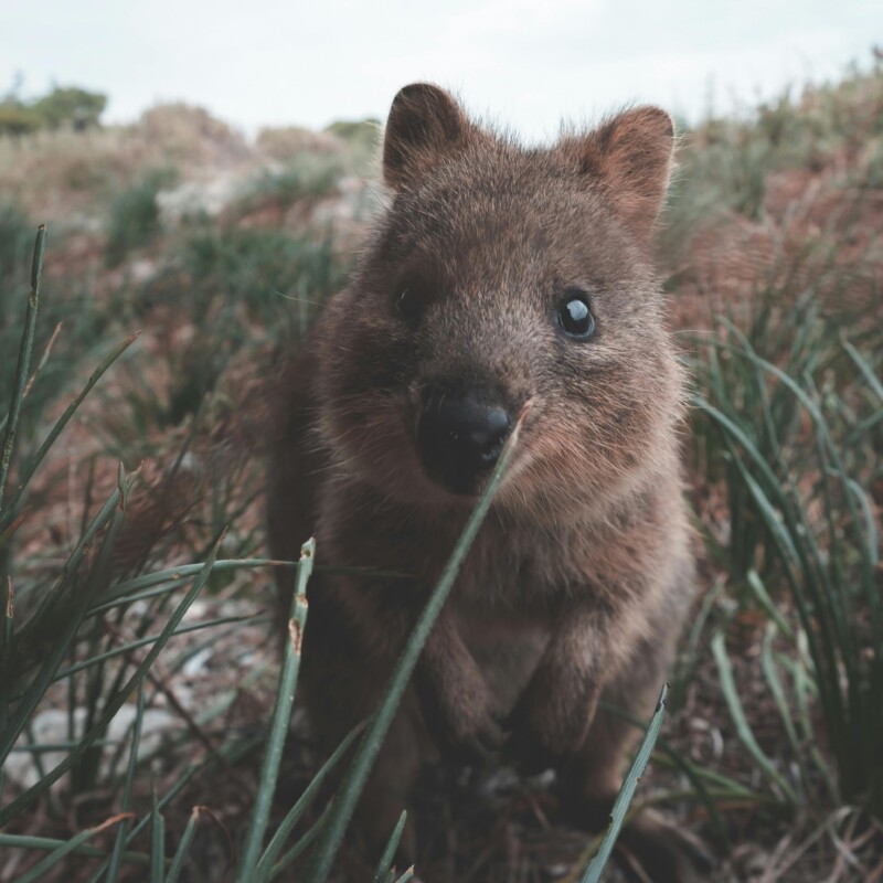 Cute quokka in the bush