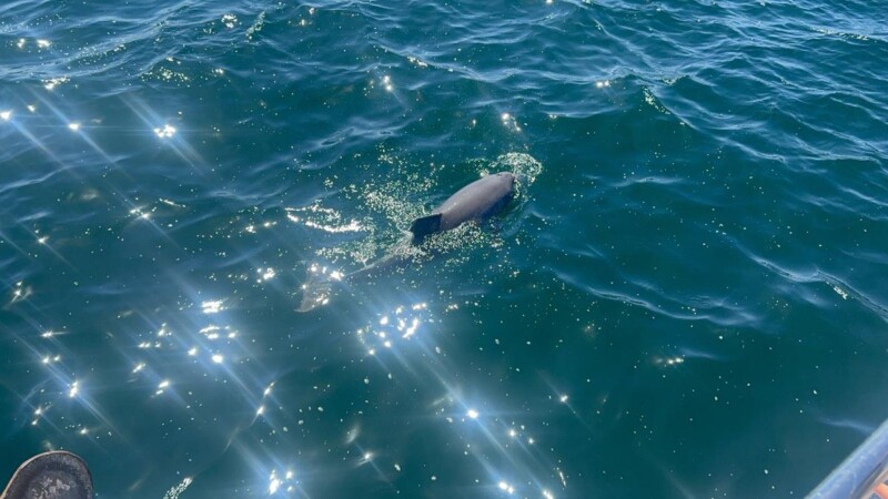 9 Hidden Swimming Spots Only Sydney Locals Know About in 2026 2 Dolphin cruise in Parsley Bay