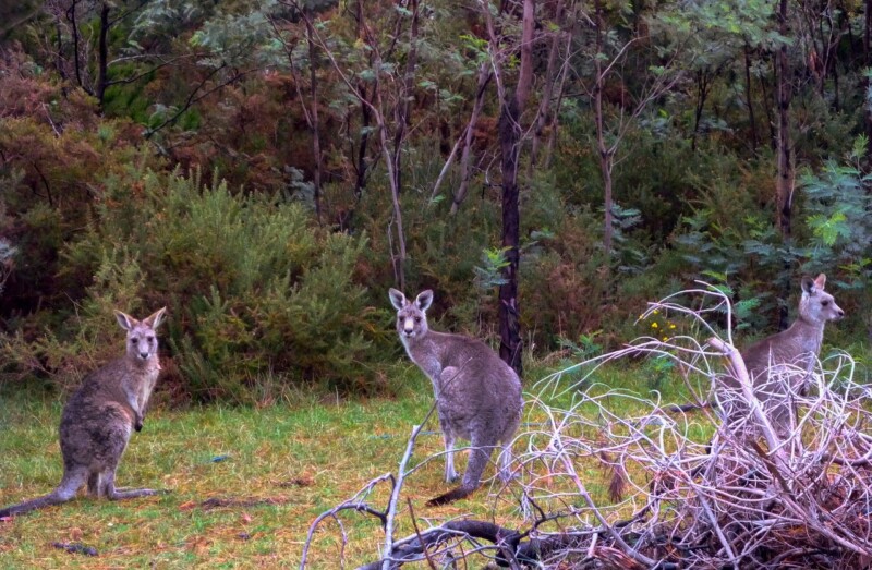 Unique Australian Animals and Their Sanctuaries