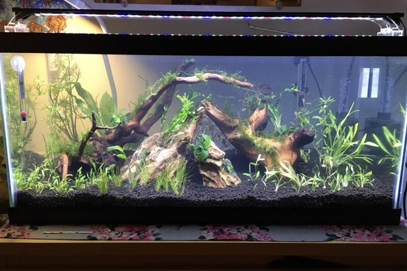 How big is a 20 long aquarium? 3 Setting up a 20 long aquarium