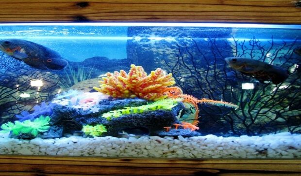 What size tank do I need for 20 fish?