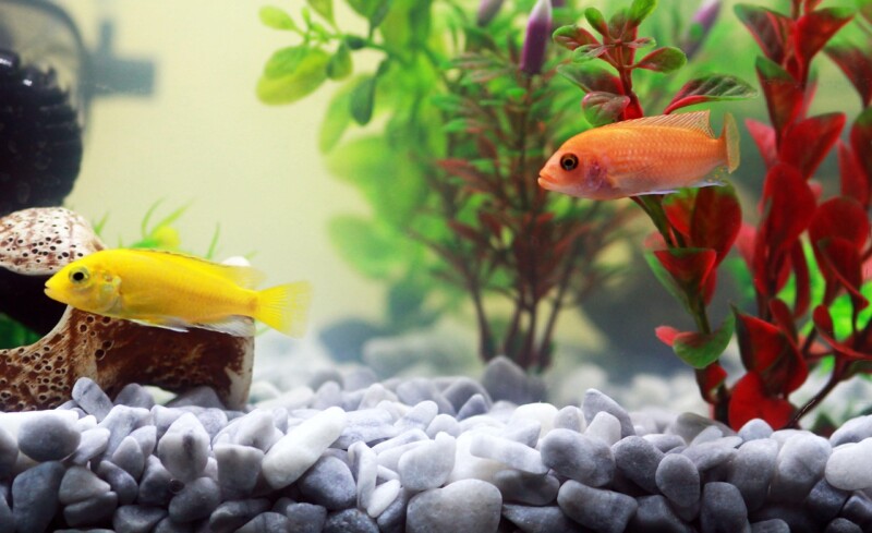 How big is a 20 long aquarium? 2 Sealife in a 20 long aquarium