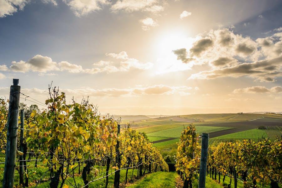 What wines is Mudgee famous for? 1 Mudgee Wines
