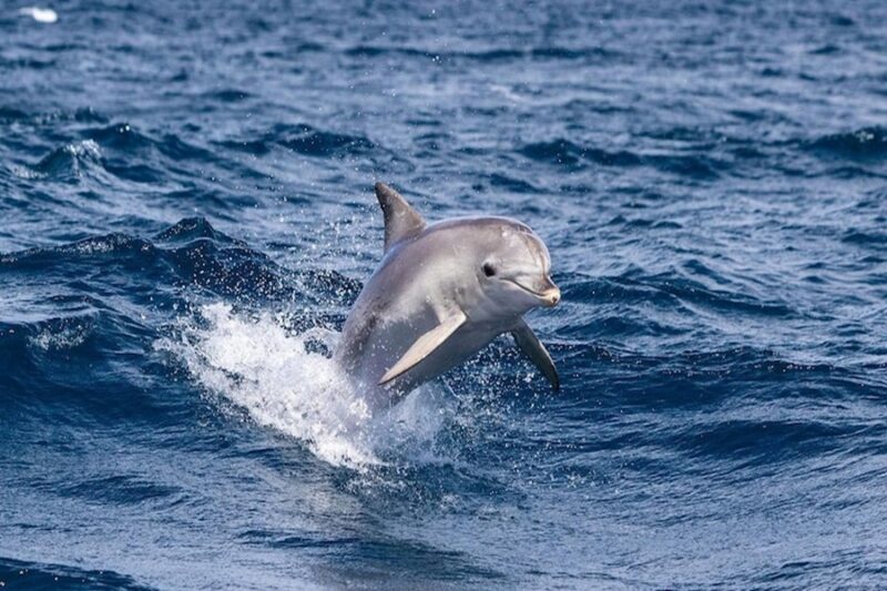 Best Time to See Dolphins in Sydney