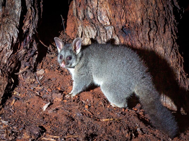 Is it legal to have monkeys as pets in Australia? 1 Bushy-Tailed Possums: The Pseudo-Monkeys of Australia