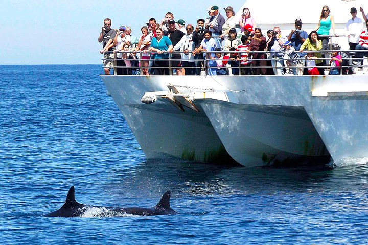 Dolphins in Sydney