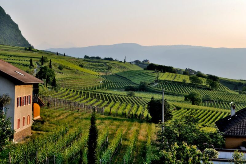 How many vineyards are in the Southern Highlands