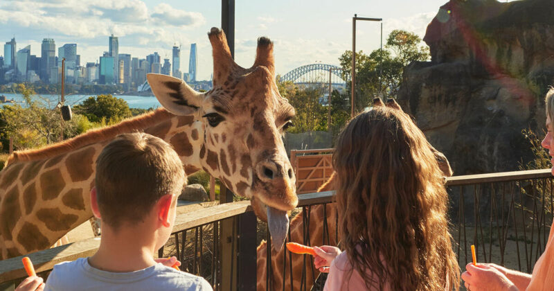 The Animals of Taronga Zoo