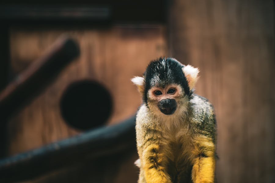 Is it legal to have monkeys as pets in Australia? 3 The Consequences of Keeping Monkeys as Pets in Australia