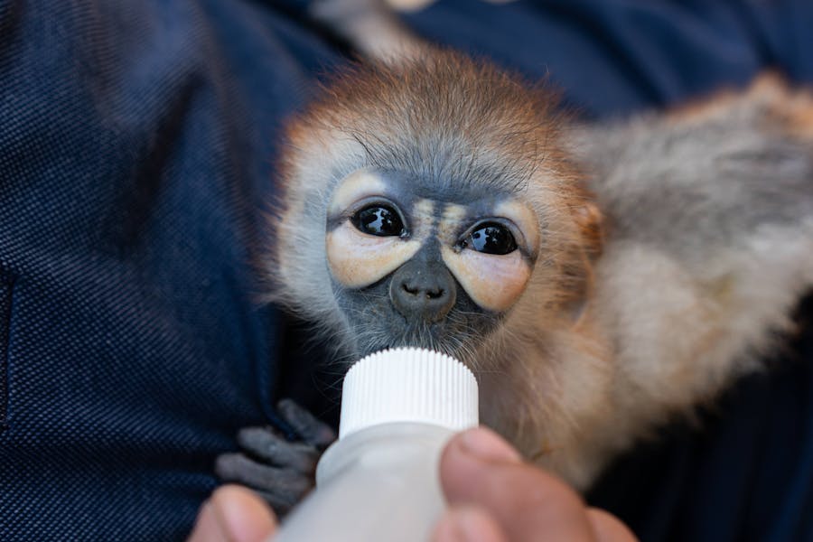 Is it legal to have monkeys as pets in Australia? 2 The Legalities of Keeping Monkeys as Pets in Australia