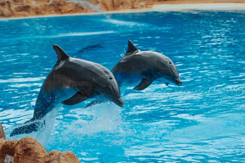 Dolphins in Sydney