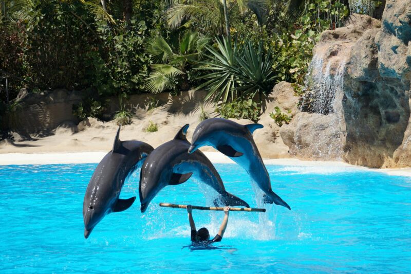Swimming with Dolphins in Sydney