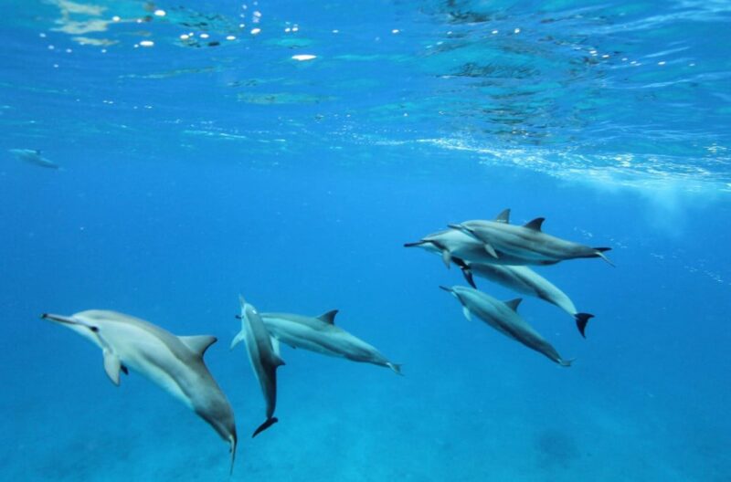 How far do dolphins swim in a day? 2 Factors That Affect Dolphin Swimming Distance