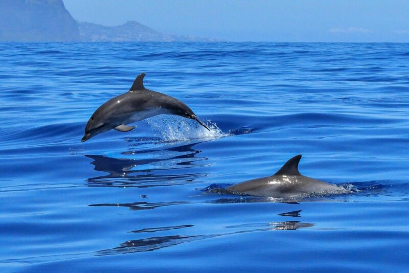 How far do dolphins swim in a day? 1 How far do dolphins swim in a day