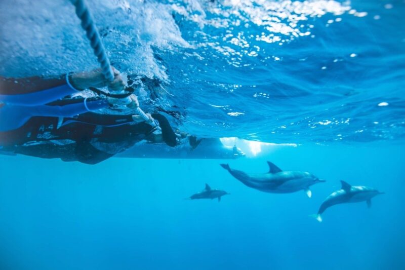 How far do dolphins swim in a day? 3 Swimming with Dolphins in Sydney