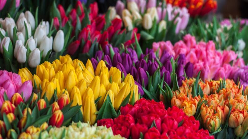 Can anyone go to the Sydney Flower Market? 3 What to Expect at the Sydney Flower Market