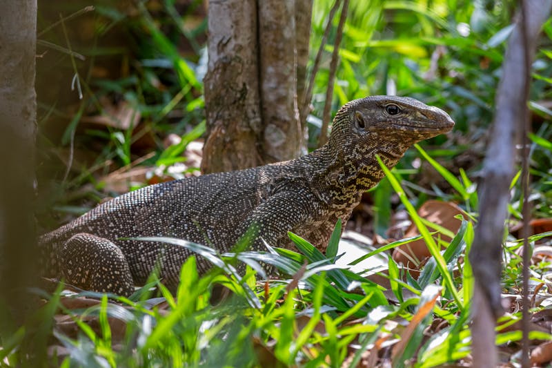 How common are geckos, lizards, monitor lizards in the the big cities and their suburbs in Australia