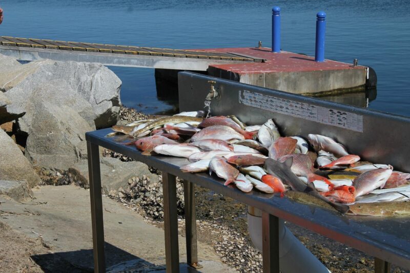 Narooma Fishing Charters
