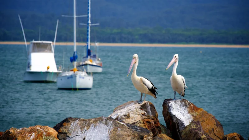 What can you expect to find on the South Coast