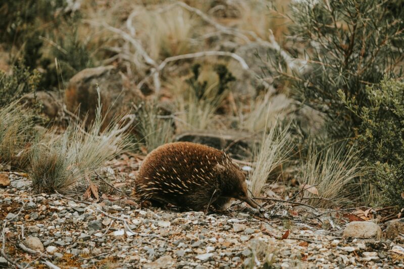 Echidna