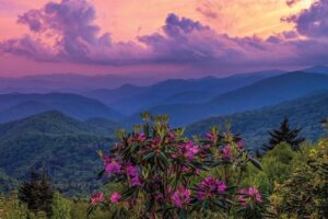 Rhododendron Festival in Roan Mountain