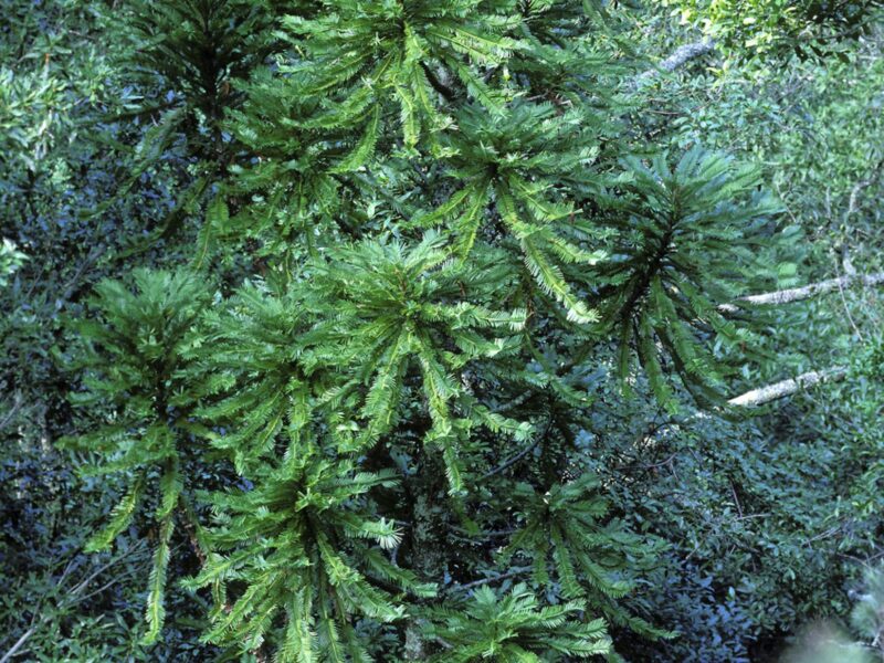 Wollemi Pine